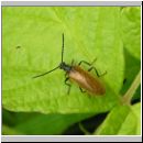 Lagria hirta - Gemeiner Wollkaefer 02.jpg